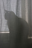 Thumbnail Cat behind the curtain.