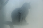 Thumbnail Cat in the fog.