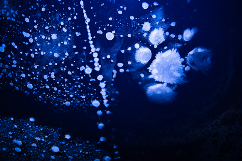 Product picture Fiberglass dust.