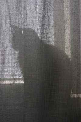 Product picture Cat behind the curtain.