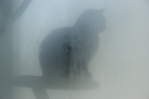 Product picture Cat in the fog.